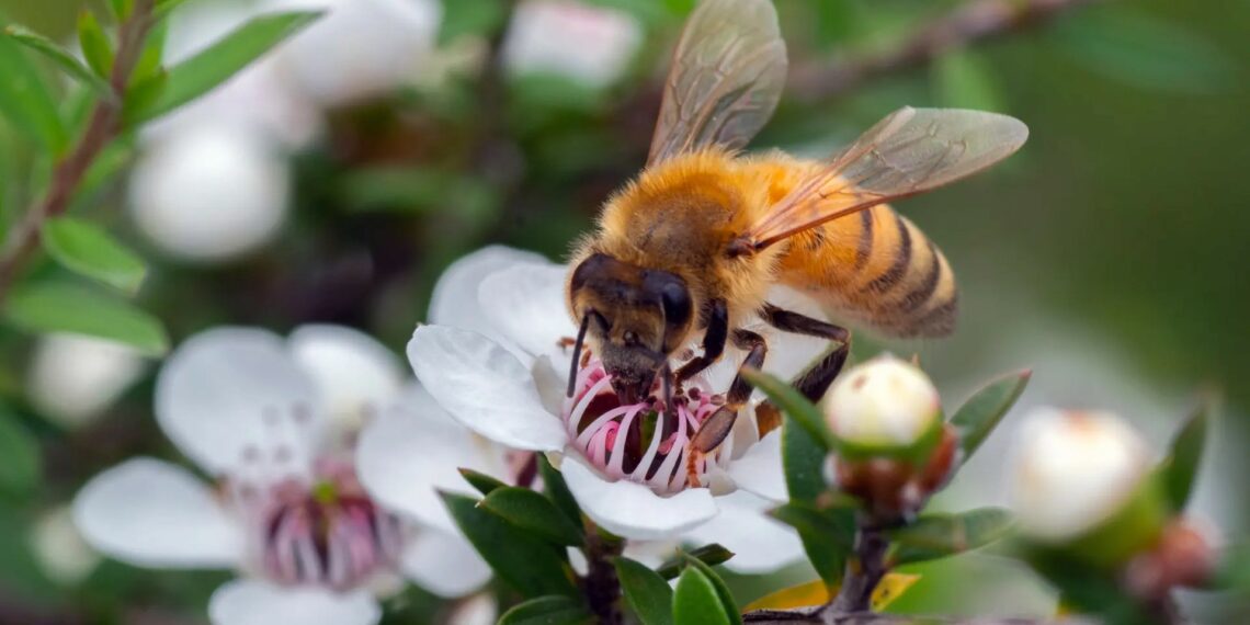 Ky lloj mjalti redukton rritjen e qelizave të kancerit të gjirit deri në 84%