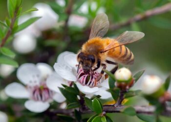 Ky lloj mjalti redukton rritjen e qelizave të kancerit të gjirit deri në 84%