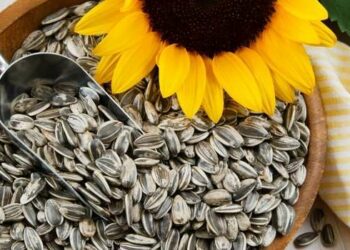 Luledielli e rrezikuar nga çmimi/ Fermerët në Divjakë hoqën dorë nga gruri për këtë kulturë bujqësore, por tregu po tkurret