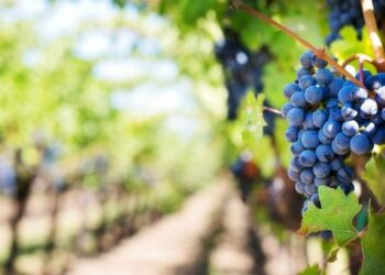 120 milionë euro për të çrrënjosur 30 mijë hektarë vreshta