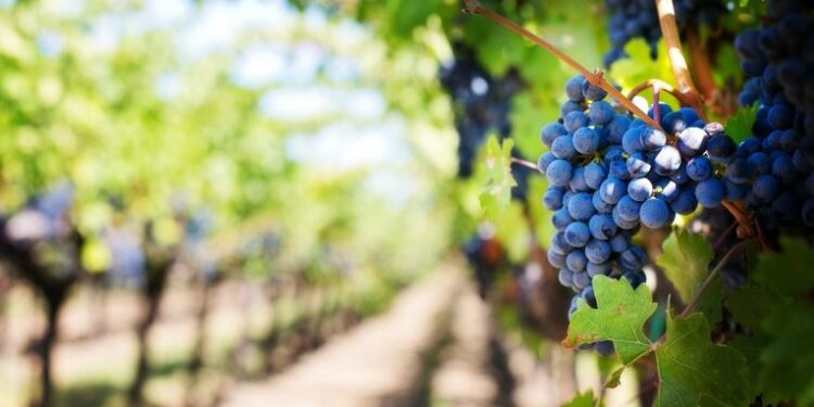 120 milionë euro për të çrrënjosur 30 mijë hektarë vreshta