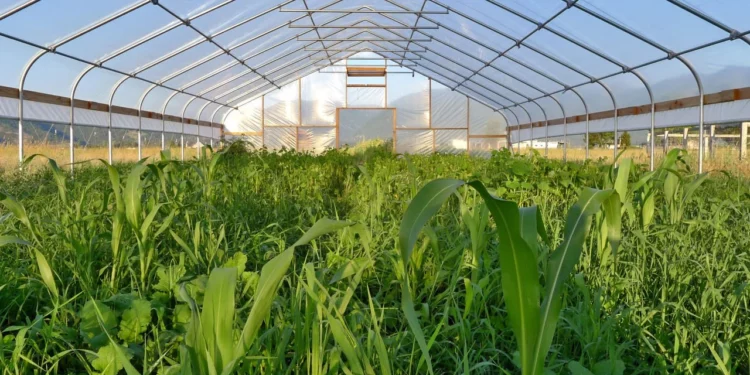 500 mln lekë për investimet në sera, qeveria miraton Skemën e re