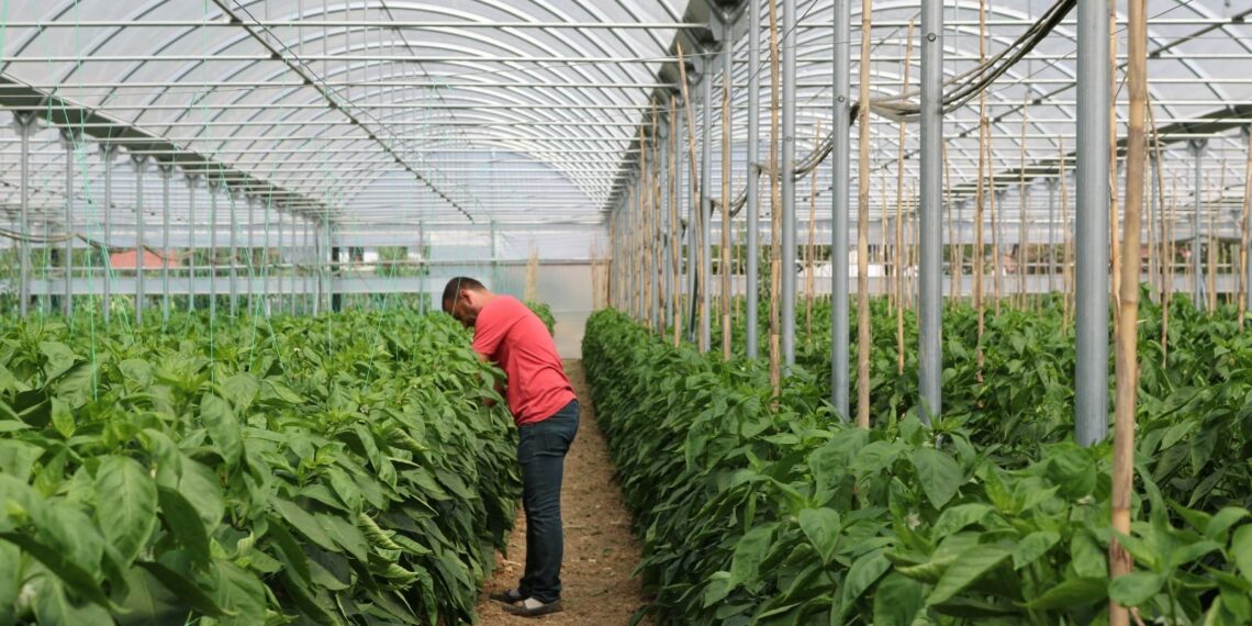 Skema për bujqësinë, nga 1 tetori nisin aplikimet. Si mund të përfitoni?