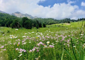 Projektligji “Për shëndetin e bimëve”, mbrojtja nga dëmtimi dhe ulja e cilësisë