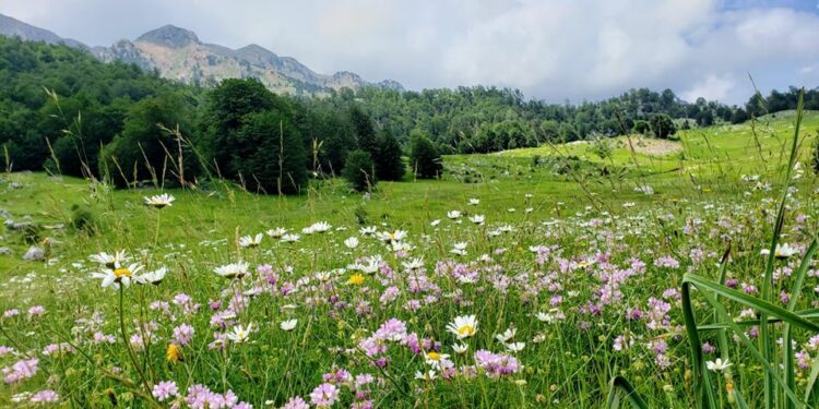 Projektligji “Për shëndetin e bimëve”, mbrojtja nga dëmtimi dhe ulja e cilësisë