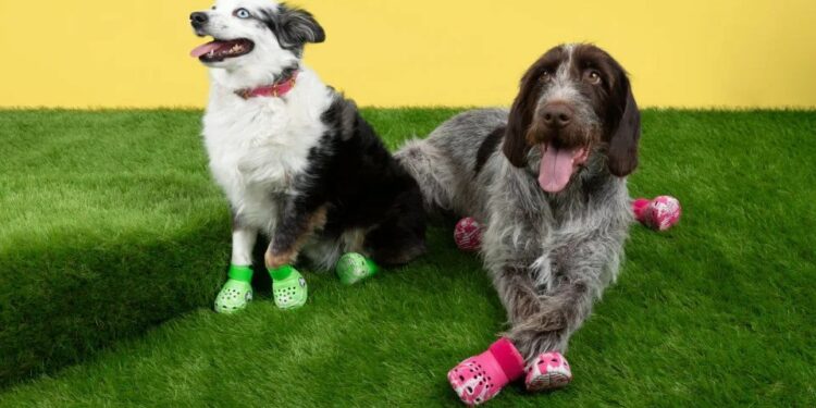 Crocs lançon linjën e re të shapkave për qen