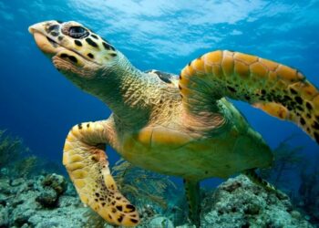 Numri i kafshëve të egra po bie me ritme alarmante