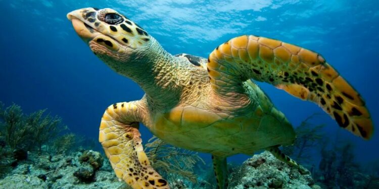 Numri i kafshëve të egra po bie me ritme alarmante