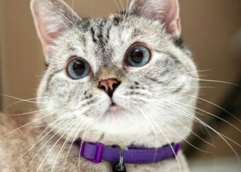 Nala – Macja më e pasur në botë me një pasuri prej $100 milionë