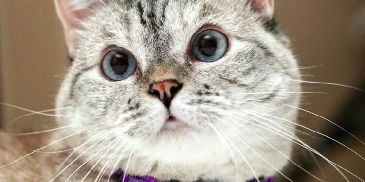 Nala – Macja më e pasur në botë me një pasuri prej $100 milionë