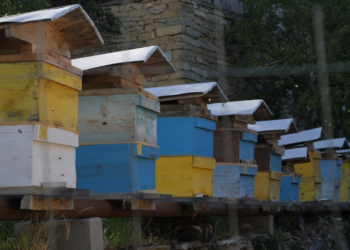 Kukës, bie prodhimi i mjaltit! Kanë ndikuar kushtet e motit dhe sëmundjet e bletëve