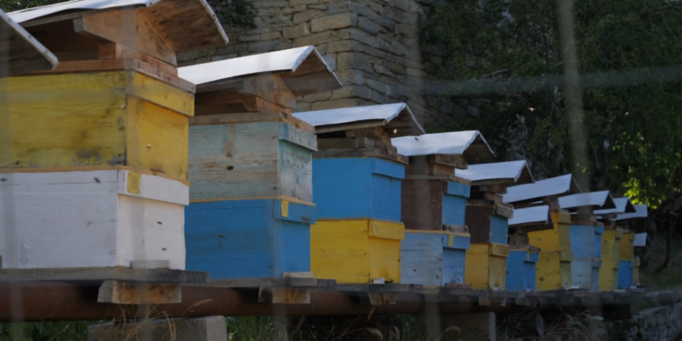 Kukës, bie prodhimi i mjaltit! Kanë ndikuar kushtet e motit dhe sëmundjet e bletëve