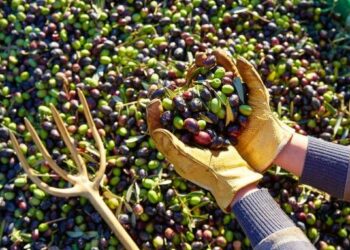 Sezoni i ullirit, “ikin në Greqi për 60-70 euro/dita”. Fermerët shqiptarë joshen nga ofertat e punës në vendin fqinj