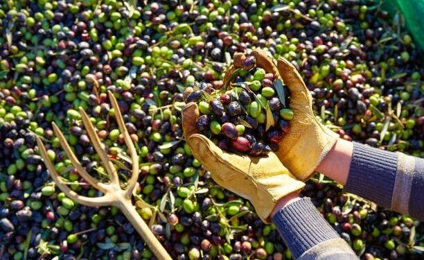 Sezoni i ullirit, “ikin në Greqi për 60-70 euro/dita”. Fermerët shqiptarë joshen nga ofertat e punës në vendin fqinj