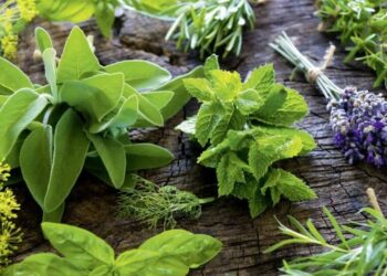 Si po transformohet industria e bimëve mjekësore? – Mungesa e fuqisë punëtore/ Nga “gjurmimi” në male tek kultivimi total