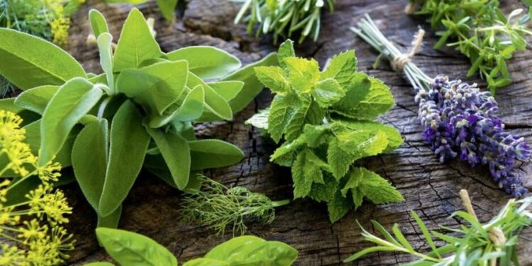 Si po transformohet industria e bimëve mjekësore? – Mungesa e fuqisë punëtore/ Nga “gjurmimi” në male tek kultivimi total