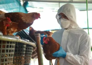 Gripi i shpendëve në Shqipëri, MInistria e Bujqësisë informon mbi situatën në terren