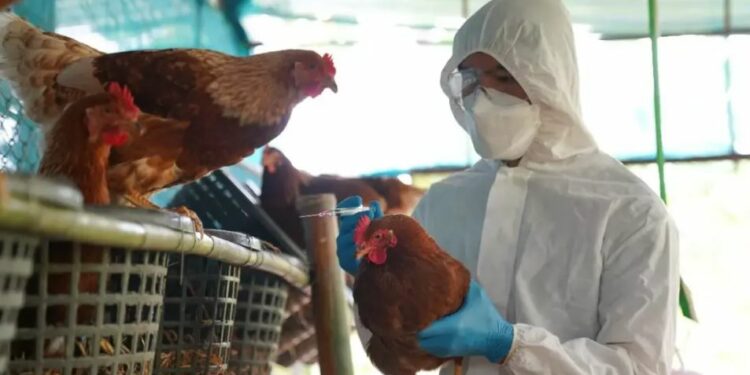 Gripi i shpendëve në Shqipëri, MInistria e Bujqësisë informon mbi situatën në terren