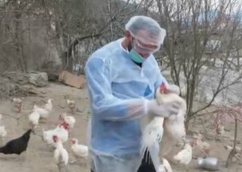 Shfaqet gripi i shpendëve në Tiranë, karantinohet vatra në fshatin Mëzezë