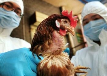 Gripi i shpendëve, ISHP: Nuk ka infektime në njerëz, gatuani mirë vezët dhe mishin