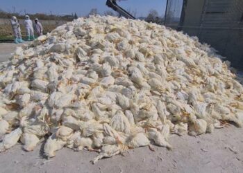 Frika nga gripi i shpendëve, Shqipëria ndalon importet nga shumë shtete europiane