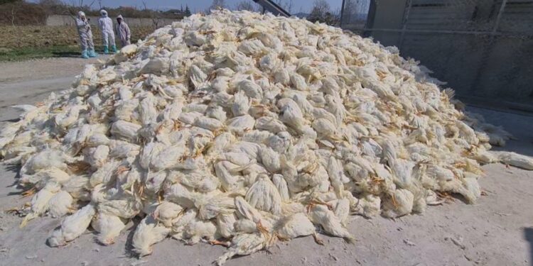 Frika nga gripi i shpendëve, Shqipëria ndalon importet nga shumë shtete europiane