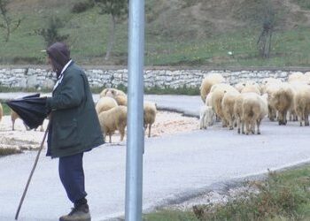 Blegtorët në vështirësi, u mungojnë kullotat dhe subvencionet nga shteti