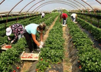 Shqipëria pa bujqësi! Tkurret prodhimi dhe pesha e sektorit në ekonomi
