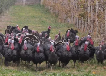 Kriza e gjelit të detit/ Çmimi i ulët i pularive rrezikon, fermerët që rrisin shpendët në mënyrë organike