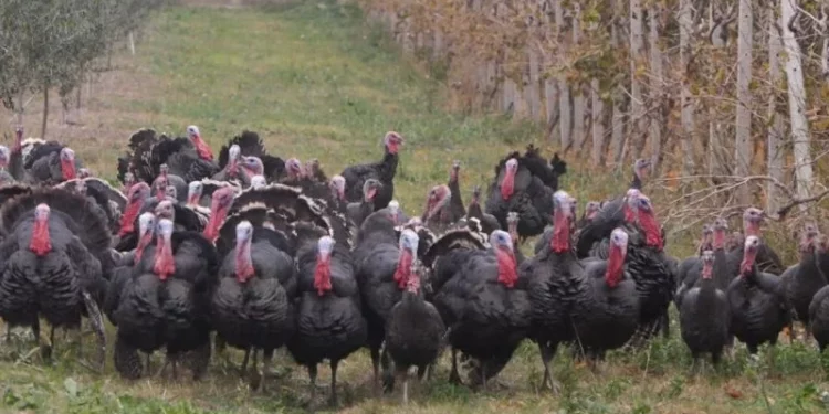 Kriza e gjelit të detit/ Çmimi i ulët i pularive rrezikon, fermerët që rrisin shpendët në mënyrë organike