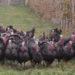 Kriza e gjelit të detit/ Çmimi i ulët i pularive rrezikon, fermerët që rrisin shpendët në mënyrë organike