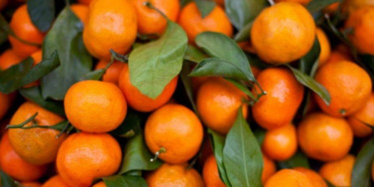 A i ndaloi BE mandarinat shqiptare si të rrezikshme? Vjen reagimi i parë i Ministrisë së Bujqësisë