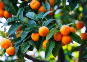 A kemi konsumuar mandarina me pesticide? Ja përgjigjia që jep eksperti që denoncoi rastin