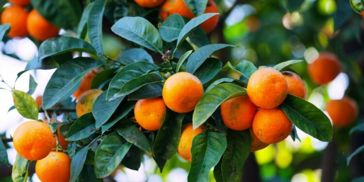 A kemi konsumuar mandarina me pesticide? Ja përgjigjia që jep eksperti që denoncoi rastin