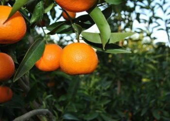 BE ngre alarmin: Tjetër rast me pesticide të rrezikshme në mandarinat nga Shqipëria