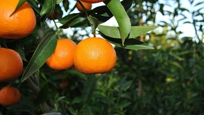 BE ngre alarmin: Tjetër rast me pesticide të rrezikshme në mandarinat nga Shqipëria