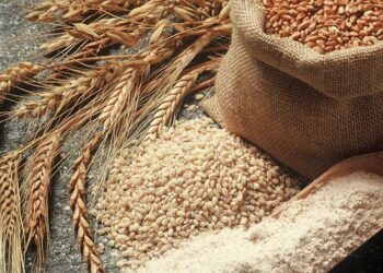 Varësia e “bukës”, Shqipëria importon 60% të grurit nga vetëm dy vende