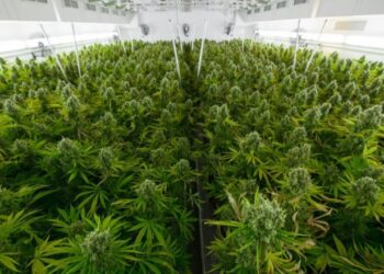 Fitimet e munguara të kanabisit mjekësor, cfarë po e mban peng industrinë e “drogës”?
