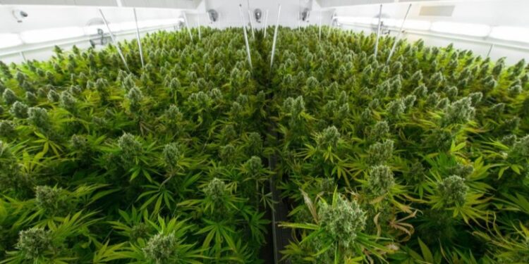 Fitimet e munguara të kanabisit mjekësor, cfarë po e mban peng industrinë e “drogës”?