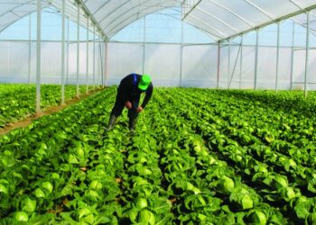 Bujqësia pa kredi, qeveria mbledh bankat