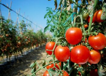 Specialiteti i qarqeve, kush prodhon çfarë? Cilët janë qarqet që “ushqejnë” Shqipërinë?