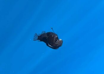 Peshku i rrallë “Black Seadevil” shfaqet në ujëra të cekëta dhe habit shkencëtarët