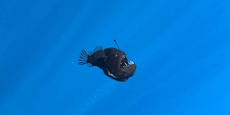 Peshku i rrallë “Black Seadevil” shfaqet në ujëra të cekëta dhe habit shkencëtarët