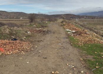 Pa treg dhe pa çmim, prodhimi i mbarë bujqësor që derdhet në kanale