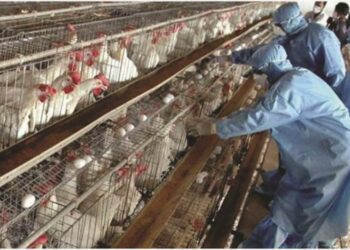 Vendoset në karantinë ferma me mbi 220 mijë shpendë në Shën Vlash