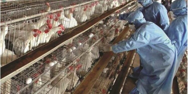 Vendoset në karantinë ferma me mbi 220 mijë shpendë në Shën Vlash