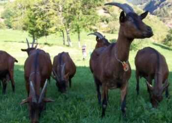 Qeveria miraton skemën për bujqësinë, si do të ndahen fondet për fermerët dhe bujqit?