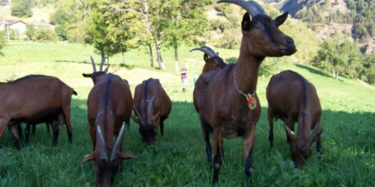 Qeveria miraton skemën për bujqësinë, si do të ndahen fondet për fermerët dhe bujqit?