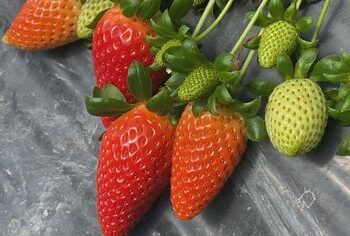 Superprodhim i pazakontë, i ngrohti poqi para kohe luleshtrydhen dhe uli cilësinë