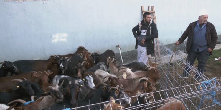 BE refuzon mishin shqiptar, shkak, mungesa e sigurisë